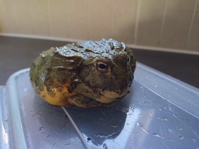 Giant African Bullfrog (Pixie Frog) for Sale