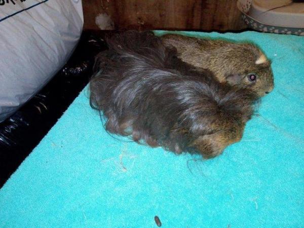 Image 2 of One smooth coat and one coronet guinea pigs