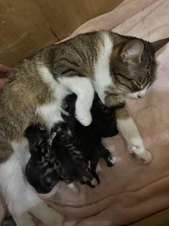 Image 3 of Beautiful family kittens with Bengal & Maine Coon breeding