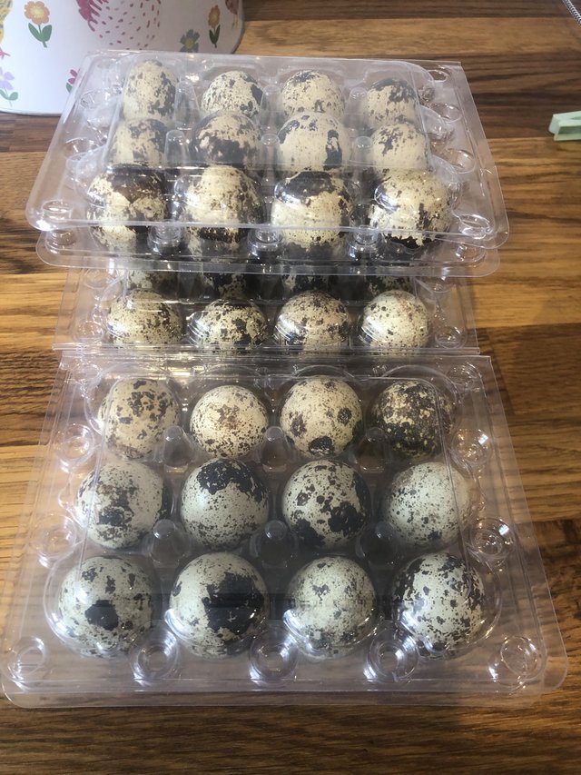 Preview of the first image of Quail Hatching Eggs Available.