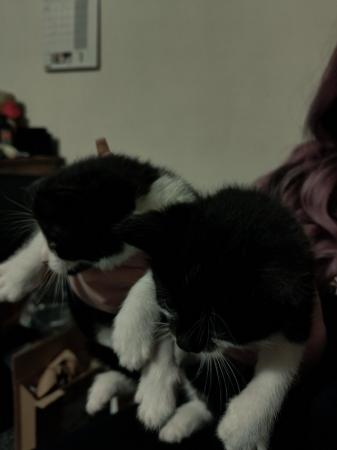 Image 5 of Black and white kittens