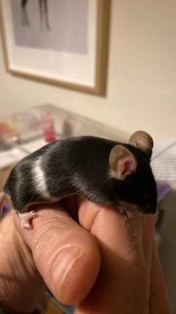 Image 4 of Male mice hand tame ????????????