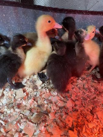 Image 2 of day old ducklings mixed breed