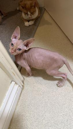 Image 5 of 1 Sphynx kitten looking for new home.