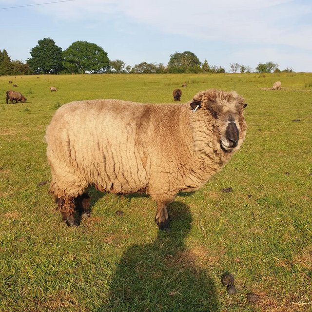 Preview of the first image of Registered Coloured Ryeland Ram (Proven).