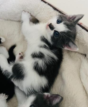 Image 1 of ??Beautiful cross mainecoon kittens for sale ??