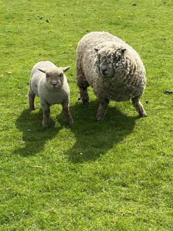Image 3 of Southdown Pedigree Ewe with Lamb