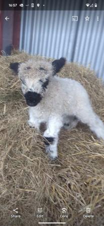 Image 4 of 2 pet lambs available valais blacknose x