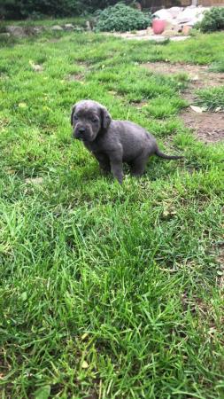 Image 22 of grand champion bloodlines cane corso pups. 10 weeks old.