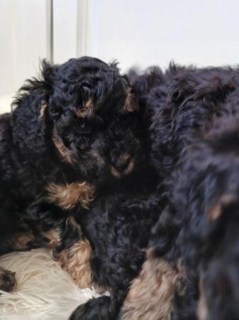 Image 11 of Toy Poodle Puppies for Sale