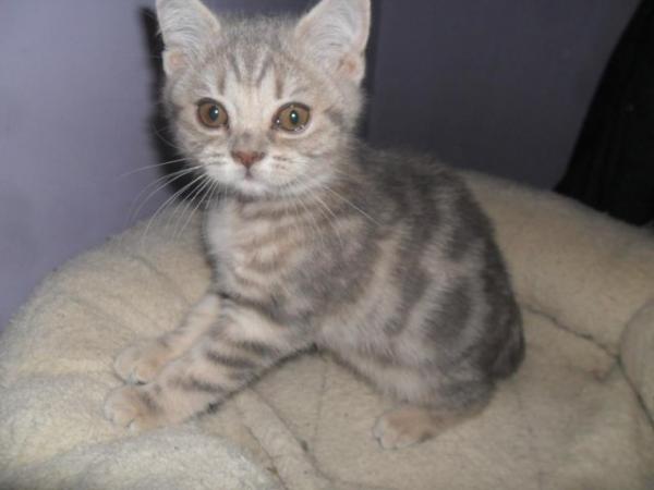 Image 3 of *READY NOW* British Shorthair Blue Silver Female Kitten