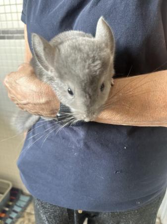 Image 5 of Beautiful Chinchillas for Sale