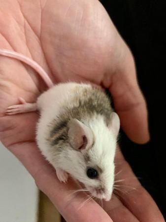 Image 2 of Multimammate mice (ASF) African Soft Fur Rats