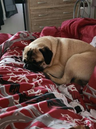 Image 4 of 3 year old pug called max