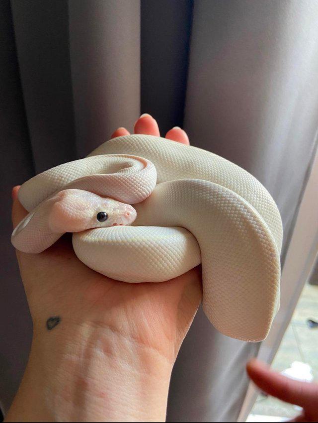 Preview of the first image of Royal Python Ivory Male Het Clown Ball Python 2022.