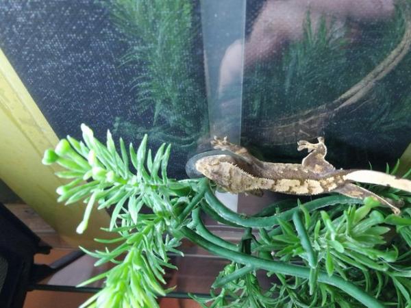 Image 2 of Crested gecko babies for sale