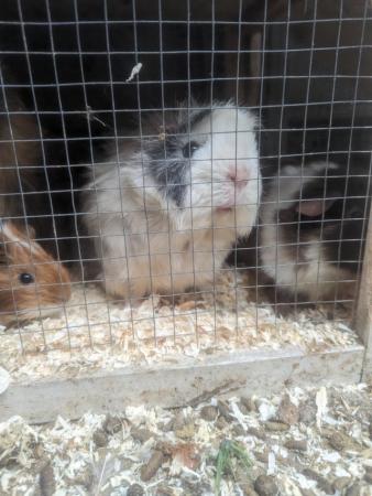 Image 4 of 8 week old guinea pig pups for sale