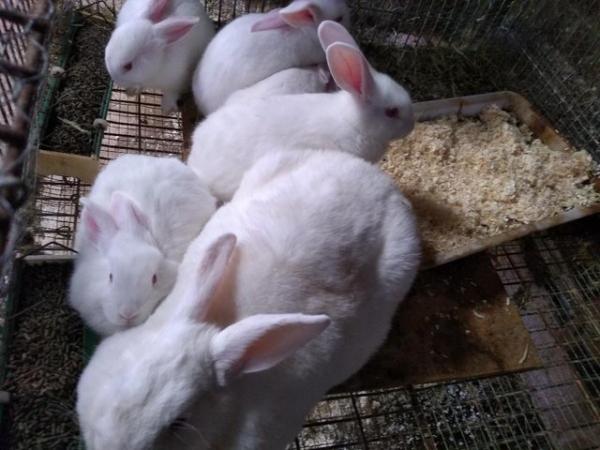 Image 4 of New Zealand White rabbits for sale