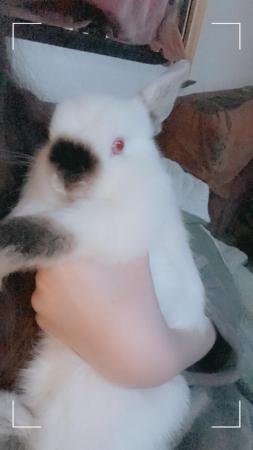 Image 3 of 20 weeks old baby bunny’s / girls / boys