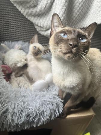 Image 7 of GCCF registered Siamese kittens ready now at 14 weeks of age