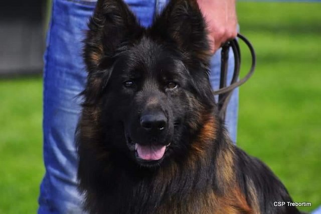 Image 3 of LONG COAT HEALTH TESTED GSD for Stud