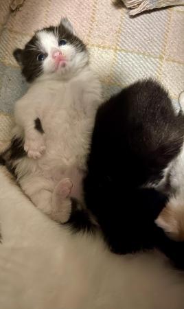 Image 6 of Just Born Trio Ginger Black White Long Furred Kittens