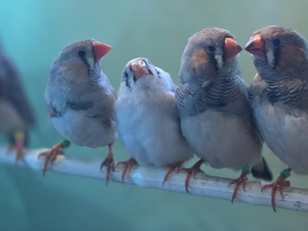 Image 2 of Young Zebra finches for sale