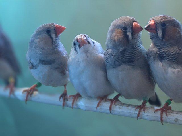 Preview of the first image of Young Zebra finches for sale.