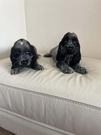 Image 8 of Kc show cocker spaniels blue roan puppies ready to leave