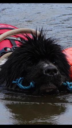 Image 4 of Ezydog water harness for extra large dog