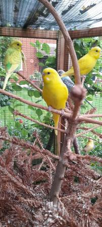 Image 1 of Baby budgies , all different colours, just out of the nest