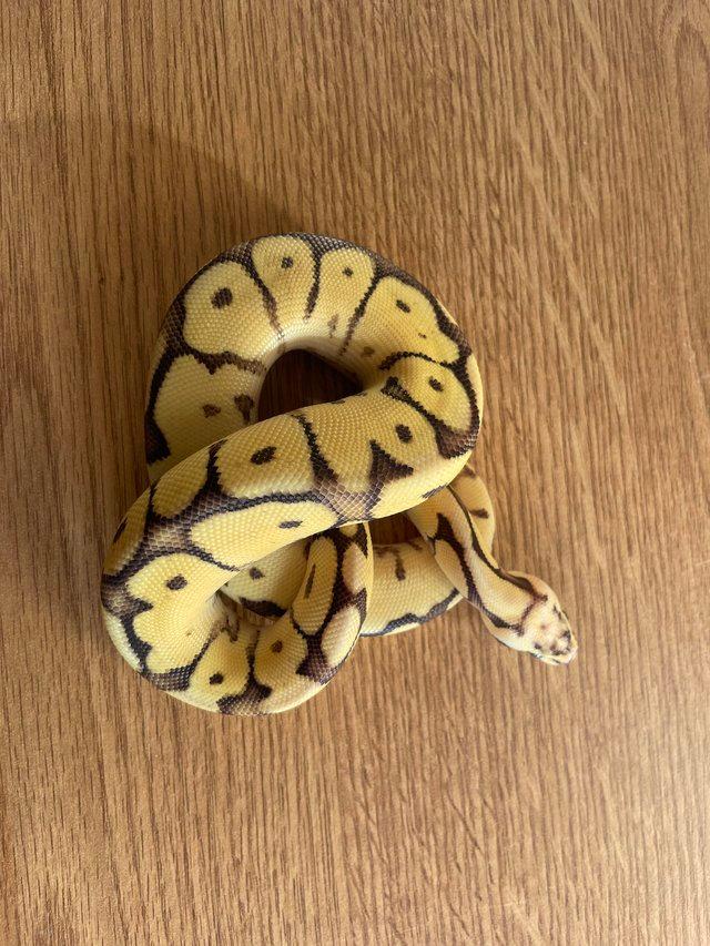Preview of the first image of Vanilla Bumblebee Mystic or Special 100% het pied.