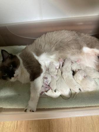Image 2 of Adorable Ragdoll Kittens Ready in 1 weeks