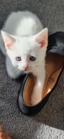 Image 4 of Stunning white kittens for sale