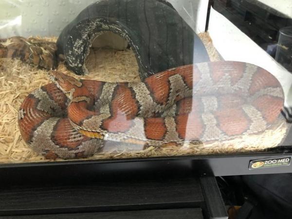 Image 2 of Corn Snake with full set up included