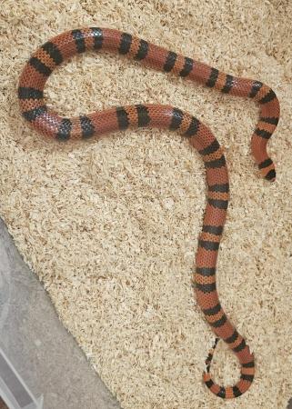 Image 3 of Beautiful Hondoran Milk Snake (Tangerine Morph)
