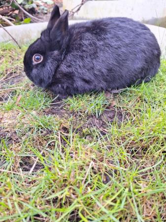 Image 6 of Young Netherland dwarf buck for sale £30