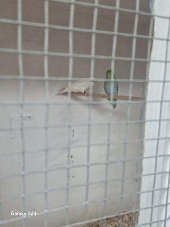 Image 4 of Mutation parrotlets last years birds