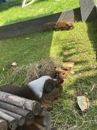 Image 1 of baby guinea pigs *ready in august*