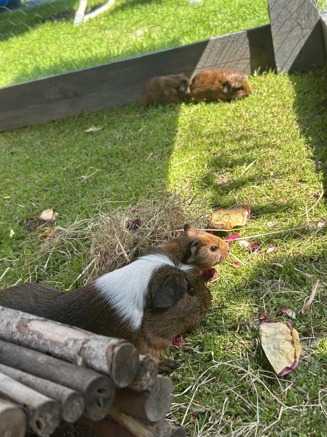 Preview of the first image of baby guinea pigs *ready in august*.