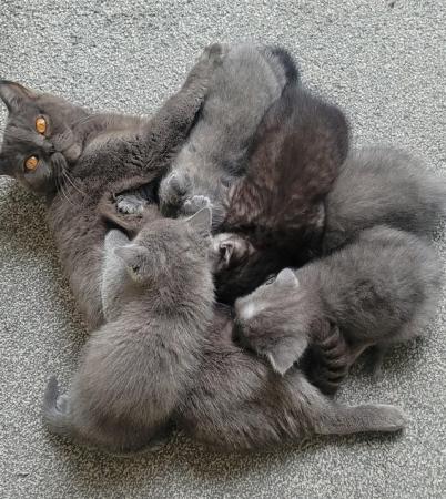 Image 12 of Beautiful Five Kittens for sale