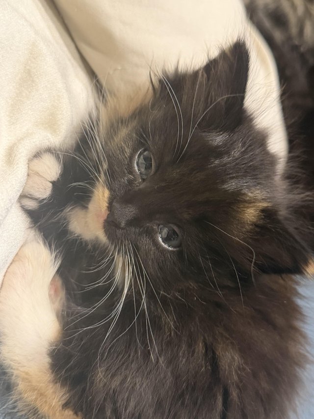 Ready now Ragdoll cross kittens — photo 2 of 4