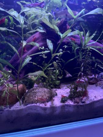 Image 2 of Cherry shrimp and guppies for sale