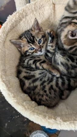 Image 3 of Litter of Bengal Kittens