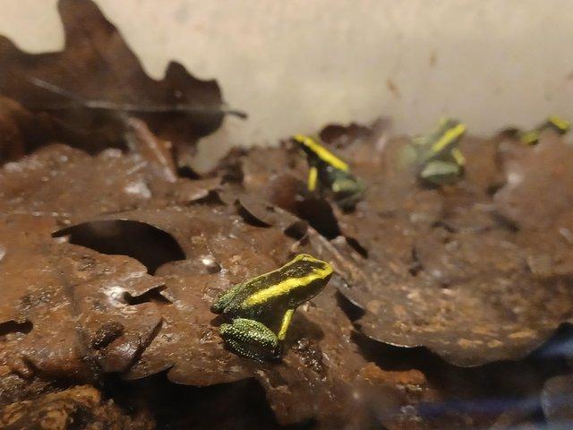 Preview of the first image of Mint terribillis dart froglets.