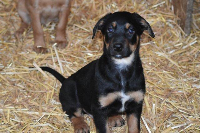 Image 9 of Huntaway Puppies for Sale. Ready to leave now!