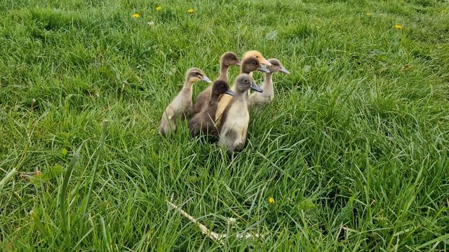 Image 1 of Runner Ducklings mixed colours