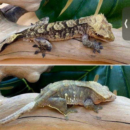 Image 2 of Young male tiger crested gecko