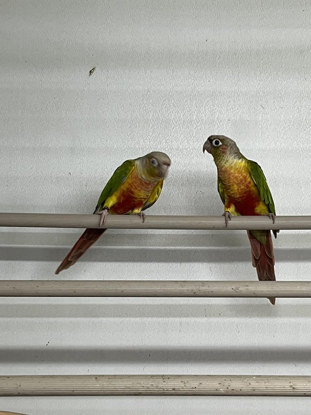 Preview of the first image of 2022 Breeding Pair Pineapple Split Lutino Green Cheek Conure.