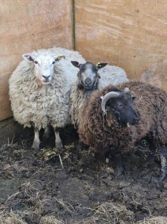 Image 4 of Range of shearling sheep available from closed herd